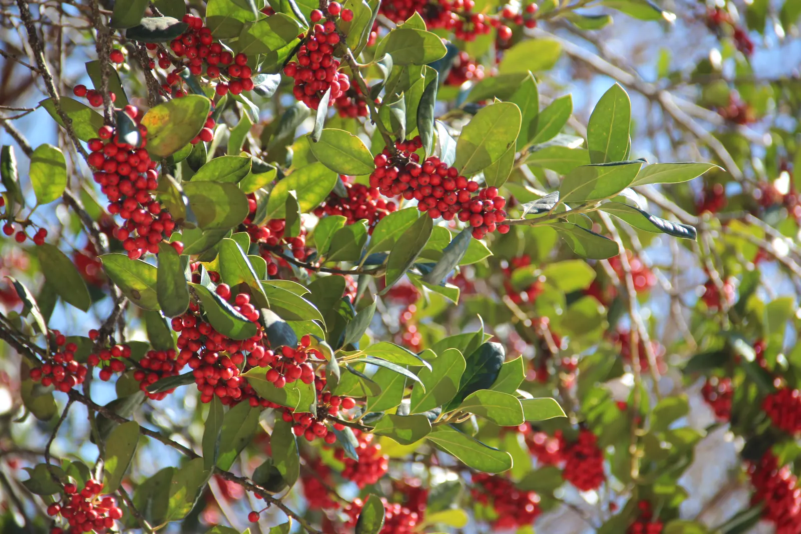Nandina, Heavenly Bamboo (Nandina Domestica) — is an elegant and versatile evergreen shrub that brings a touch of grace to any landscape design