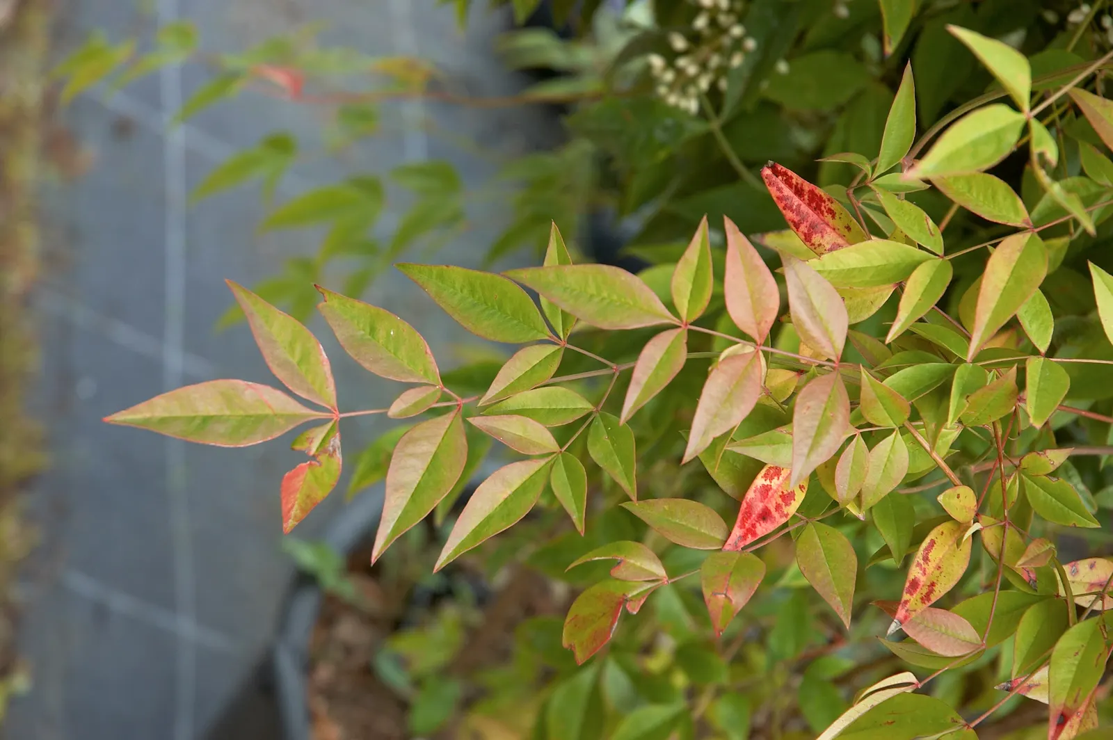 Nandina, Heavenly Bamboo (Nandina Domestica) — white flowers that offer a subtle and delicate appeal