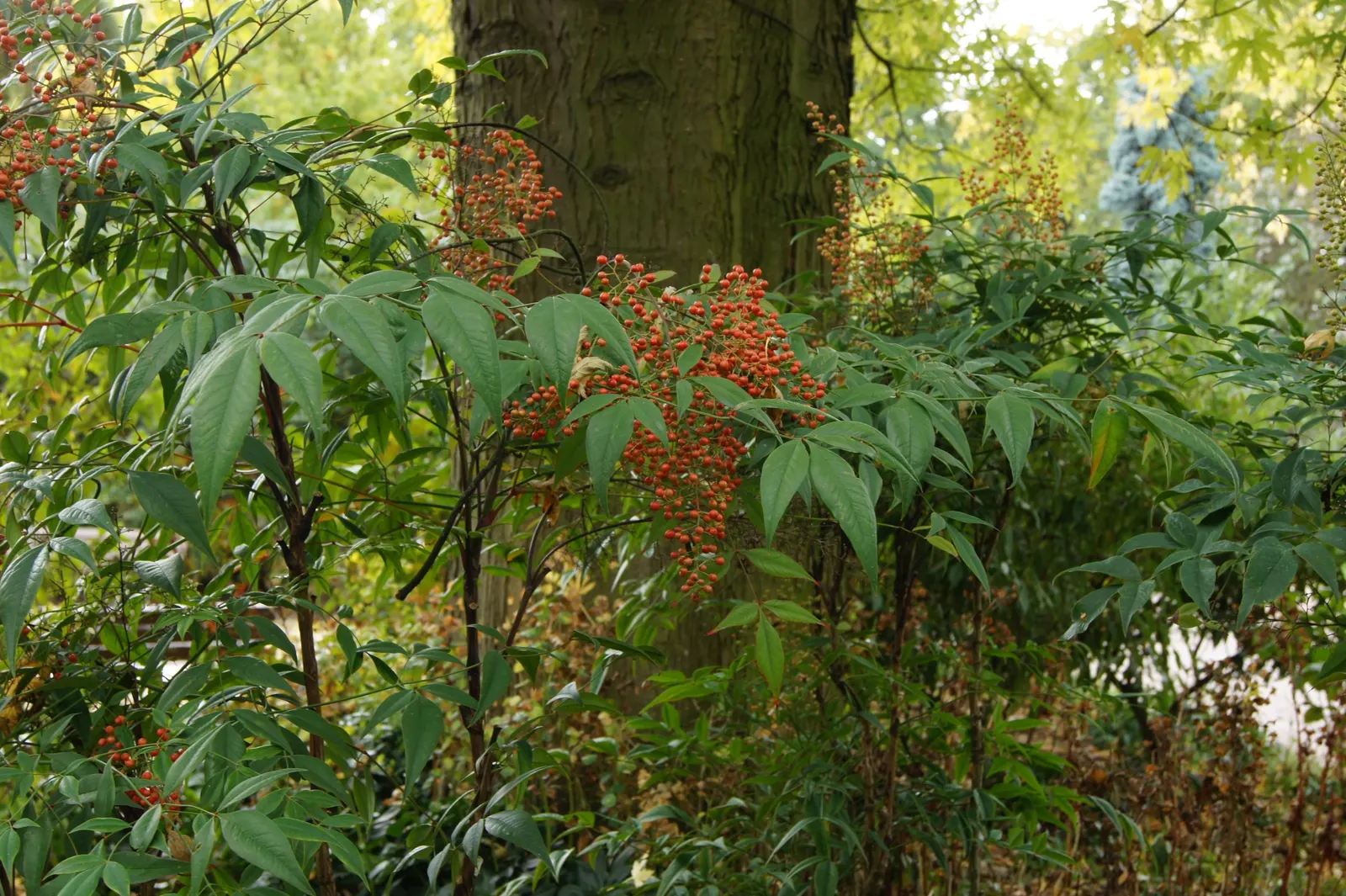 Nandina, Heavenly Bamboo (Nandina Domestica) — In providing this information to a client