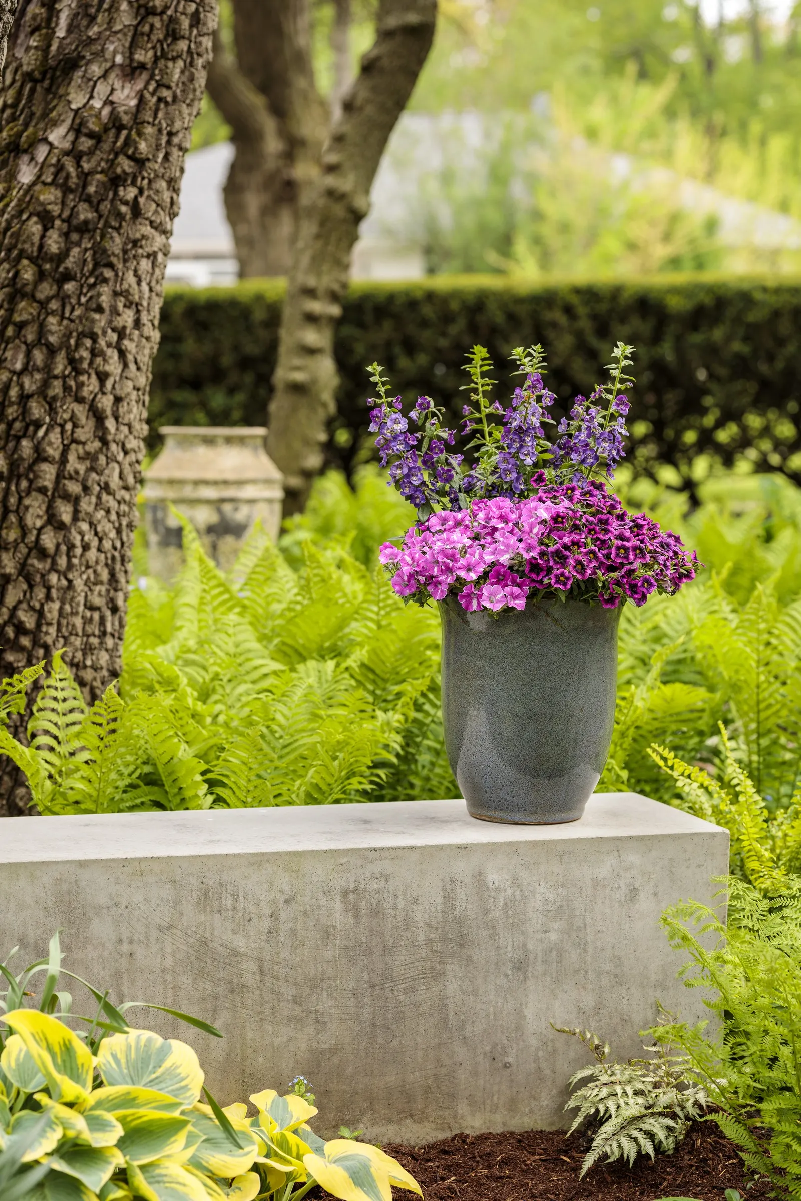 Blackcurrant Punch™ Calibrachoa — is a richly colored annual from the Proven Winners® collection