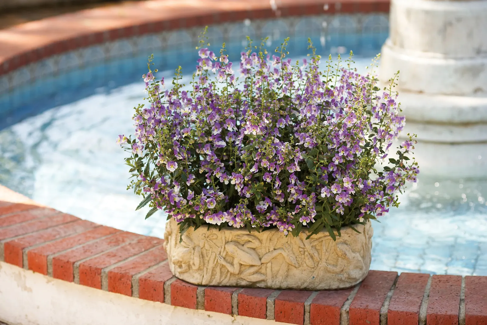 Blue III Angelonia — commonly referred to as Blue III Summer Snapdragon