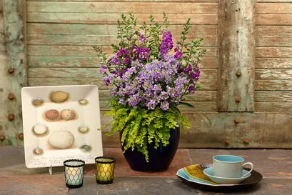 Blue III Angelonia — admired for its upright spires of deep blue-purple flowers and polished