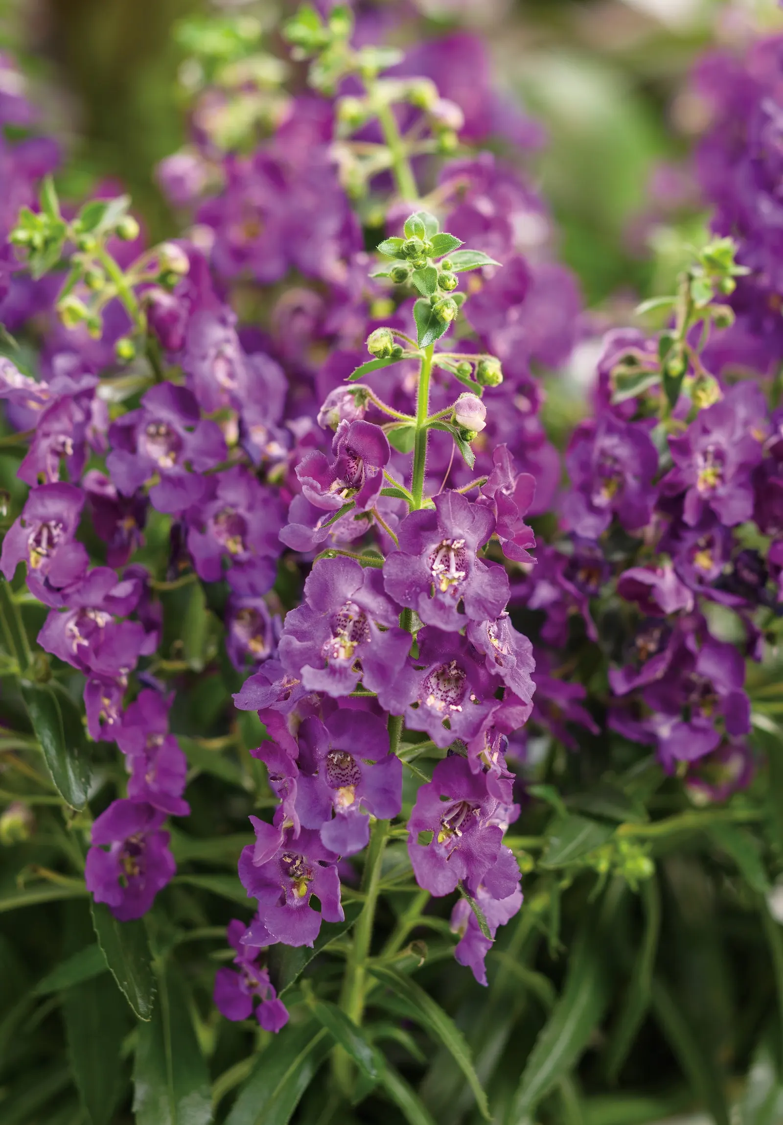 Blue III Angelonia — lightly grape-scented foliage; and average water; it tolerates heat