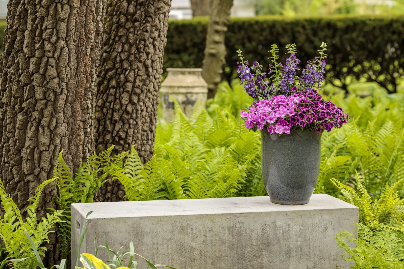 Blue III Angelonia — It is equally useful in sunny borders