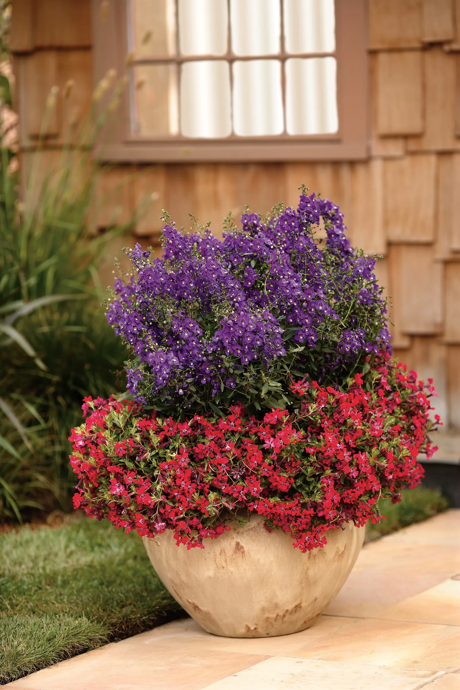 Blue III Angelonia — It grows 18-30 inches tall and 12-18 inches wide, blooming from planting to frost