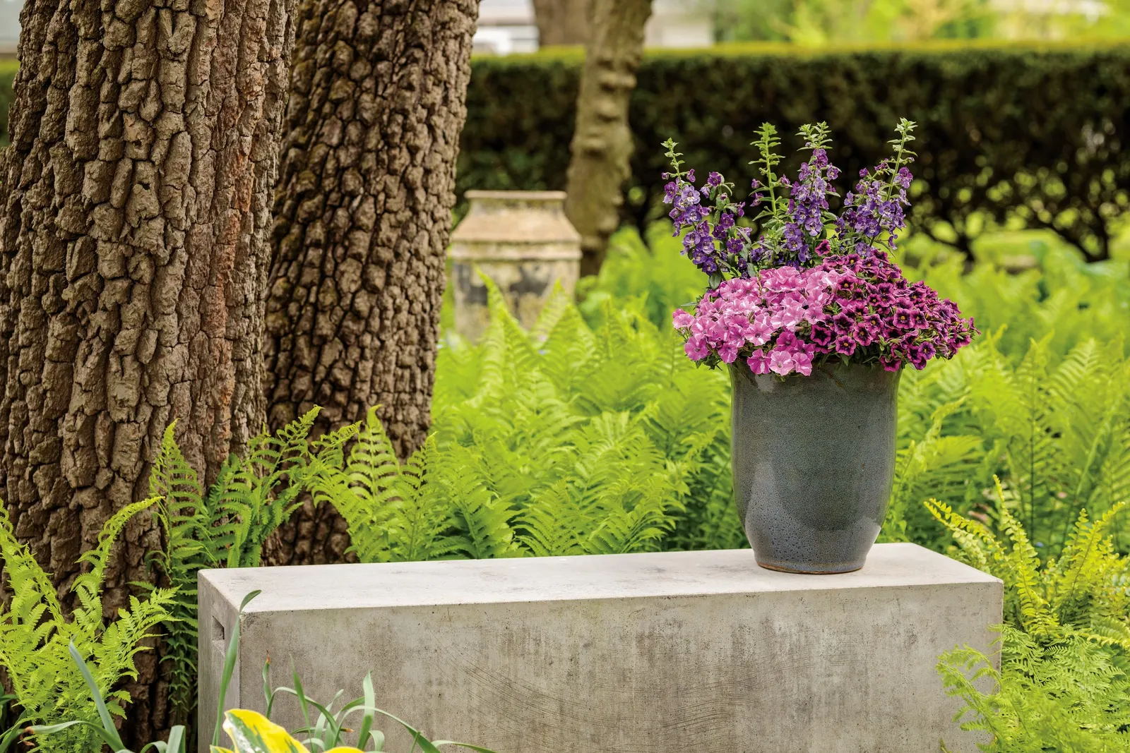 Blue III Angelonia — or use it as a crisp upright accent among mounded annuals and fine-textured foliage