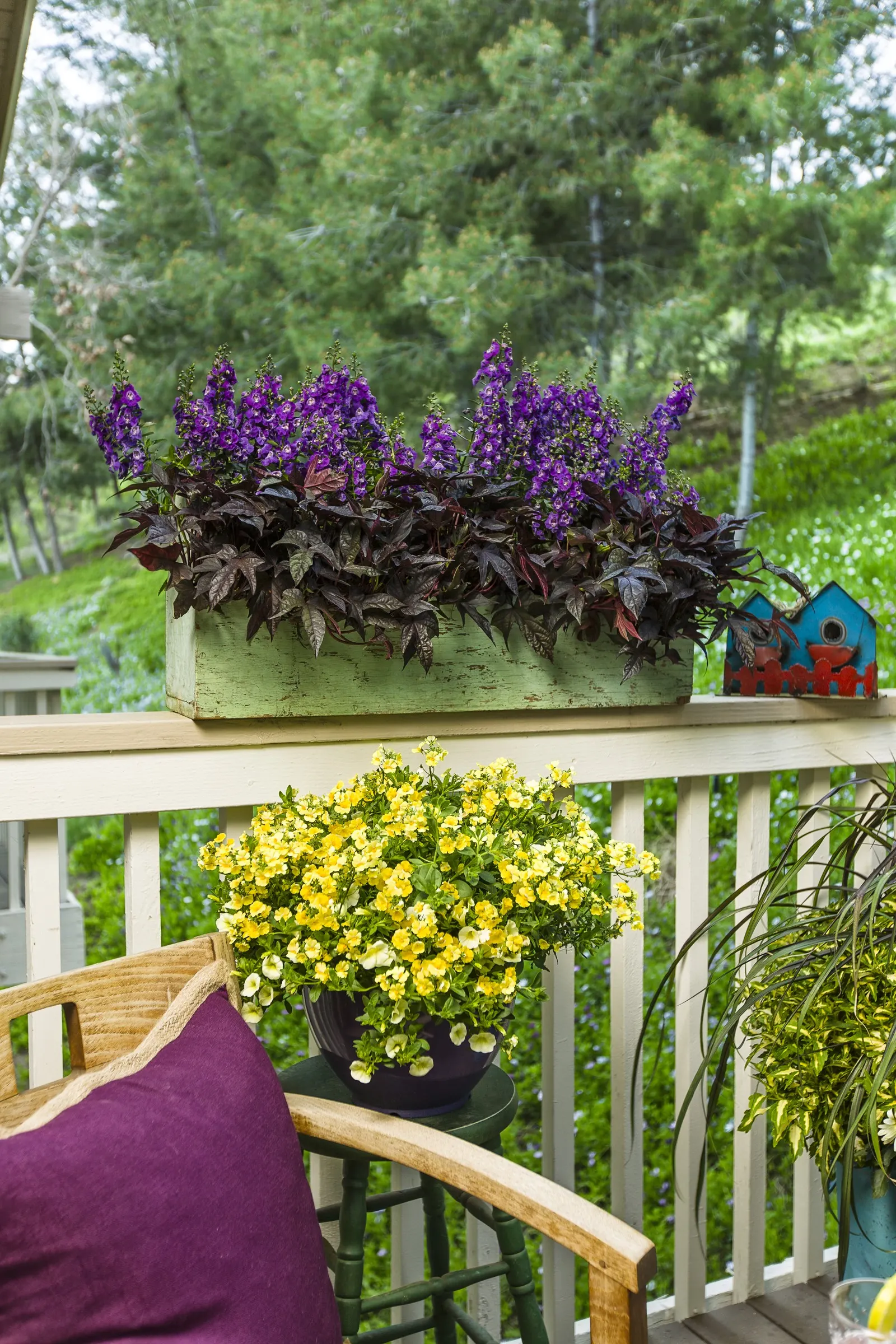 Blue III Angelonia — The foliage carries a light grape-soda fragrance