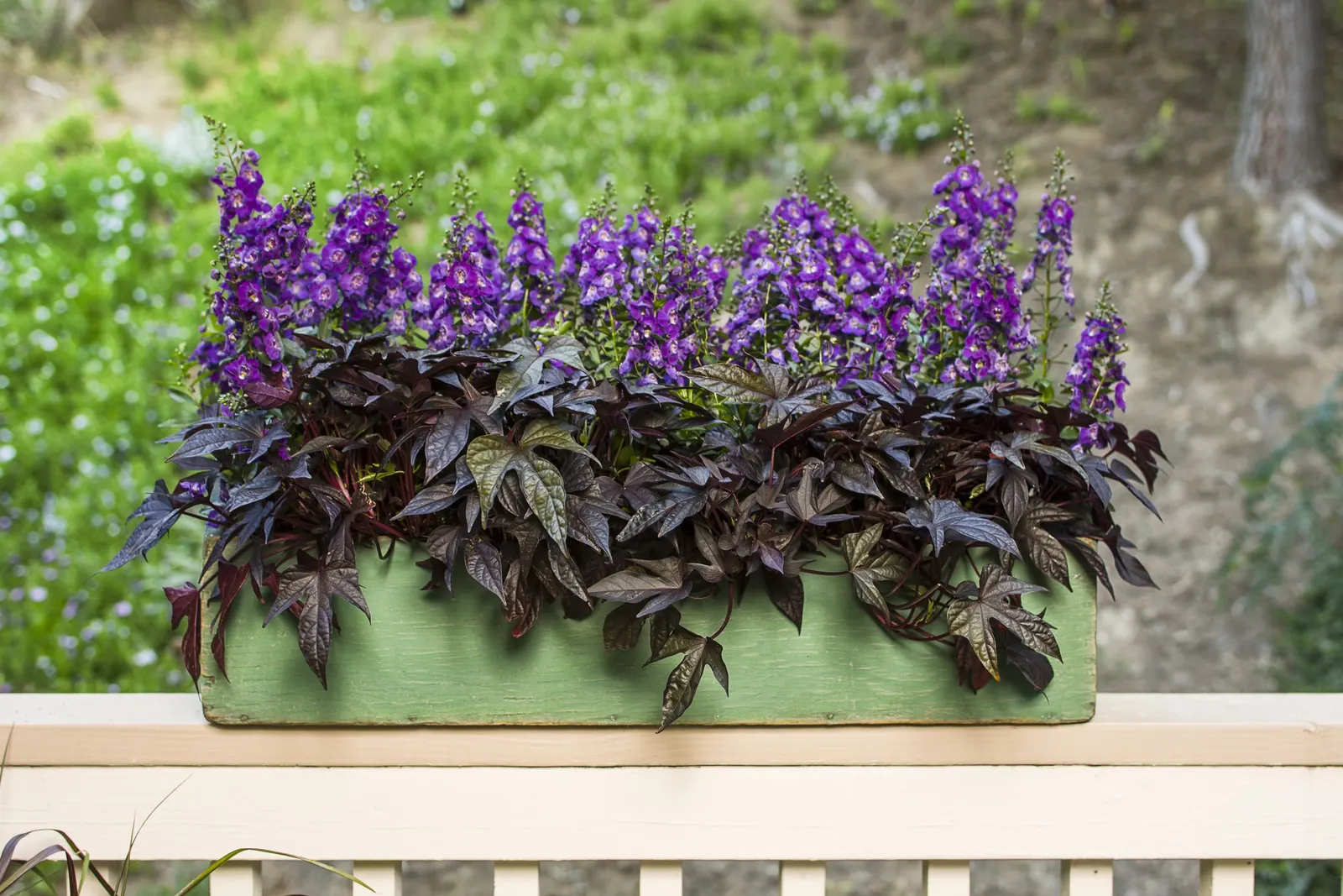 Blue III Angelonia — and wind.<br><br>Angelonia 'Blue III' performs best in full sun