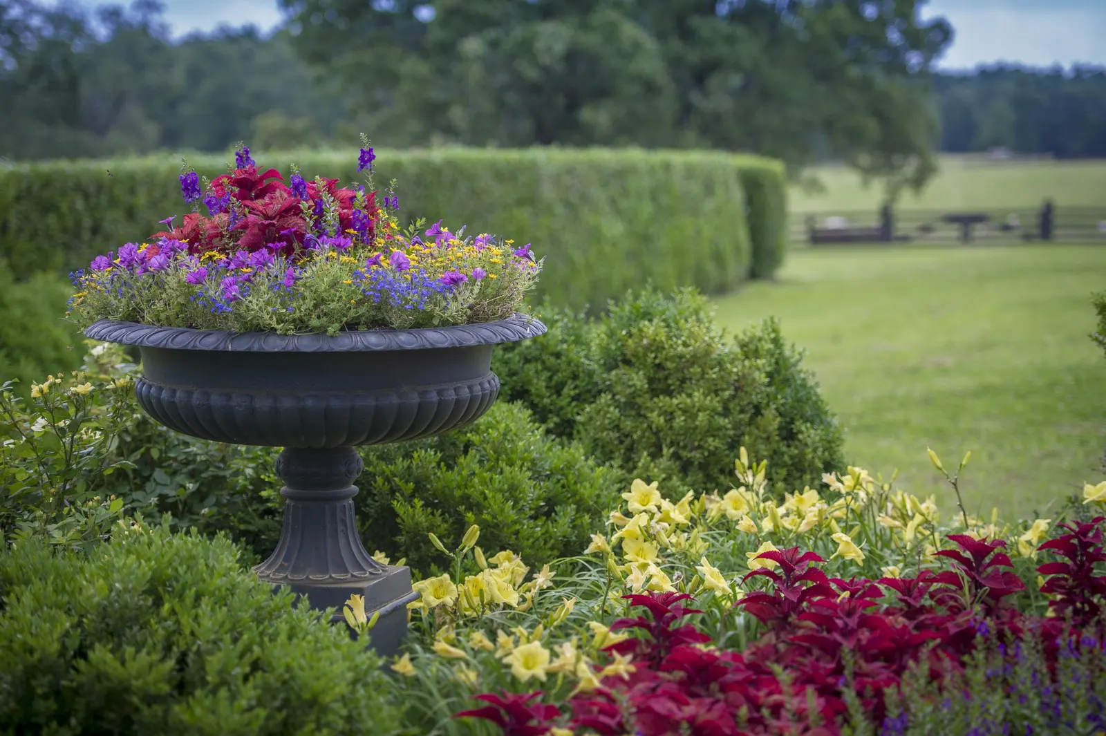 Blue III Angelonia — where warmth encourages its most vigorous growth and heaviest flowering