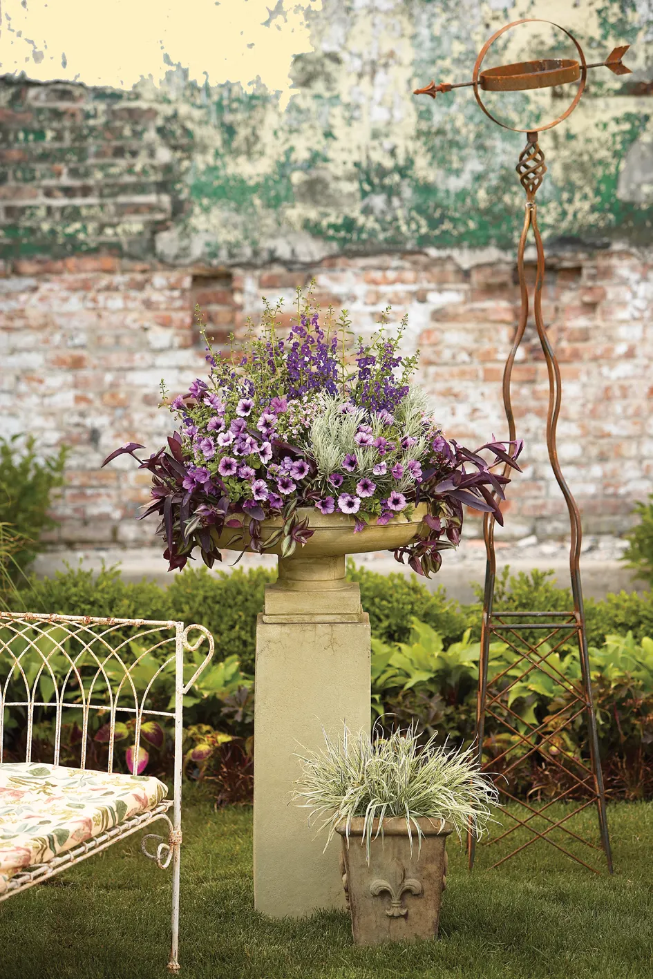 Blue III Angelonia — this summer snapdragon develops into a full
