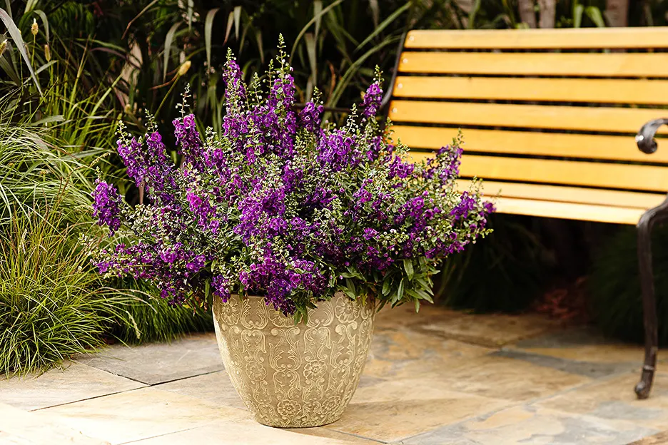 Blue III Angelonia — yet it is notably forgiving once established