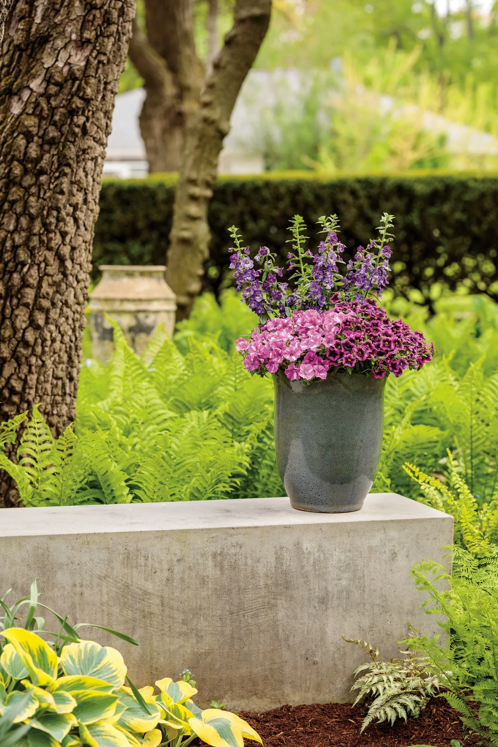 Blue III Angelonia — or softer trailing companions