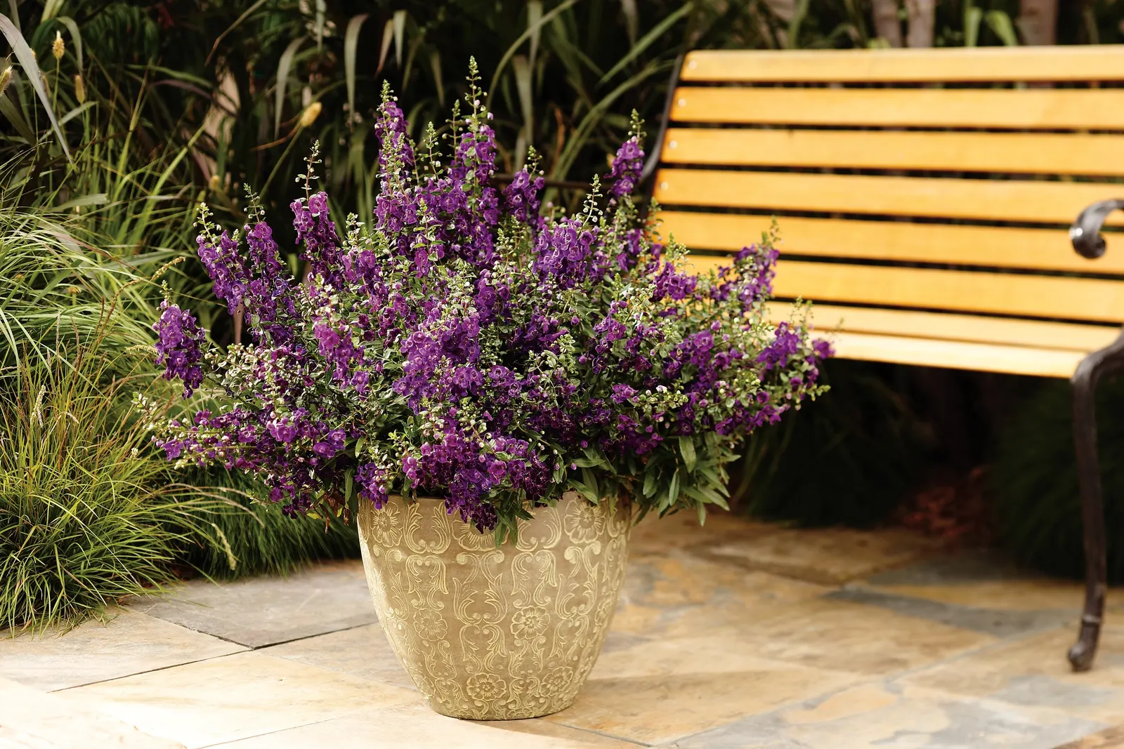 Blue III Angelonia — well-drained soil with average water