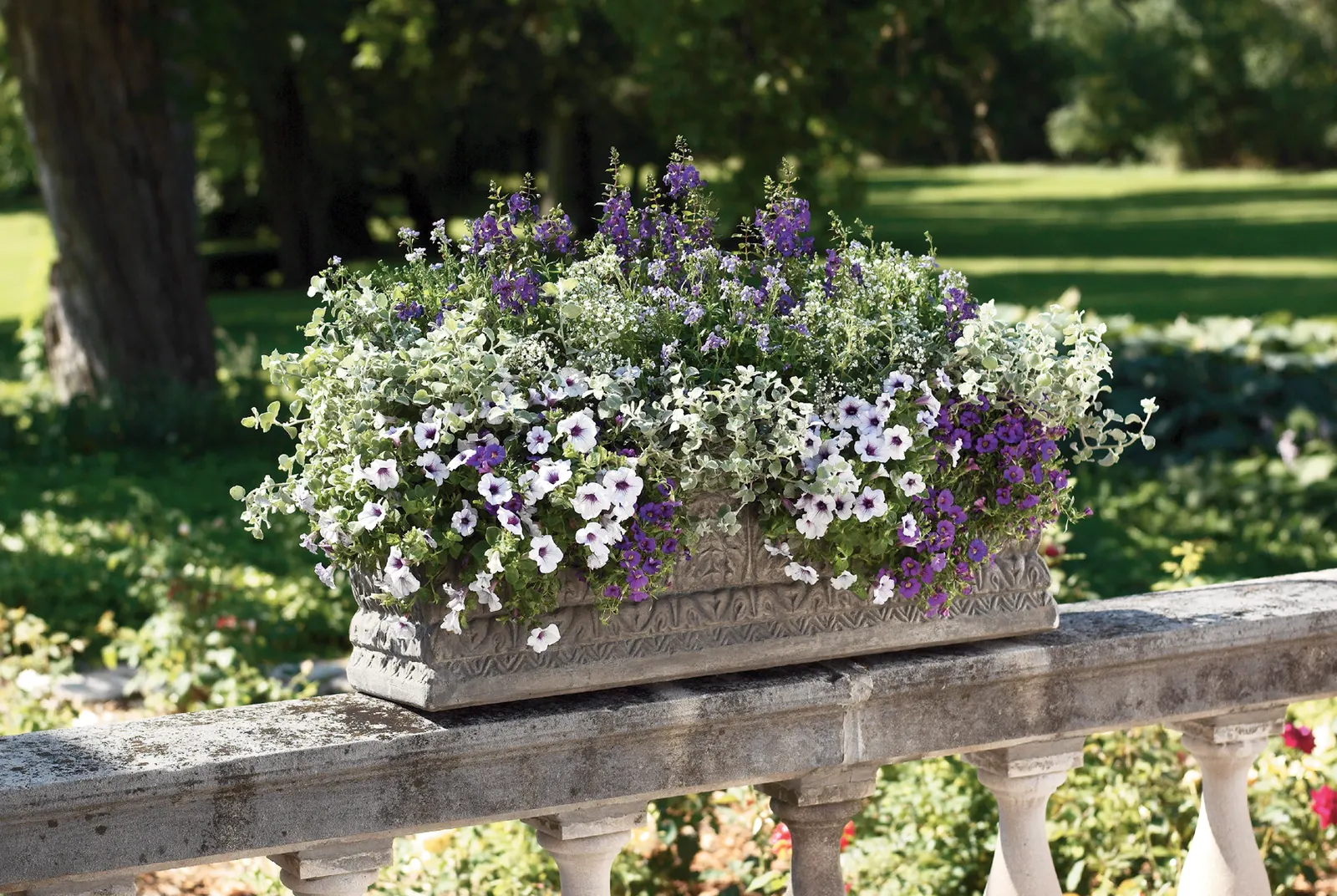 Blue Veined Petunia — but are also good as front-of-the-bed plants for landscapes
