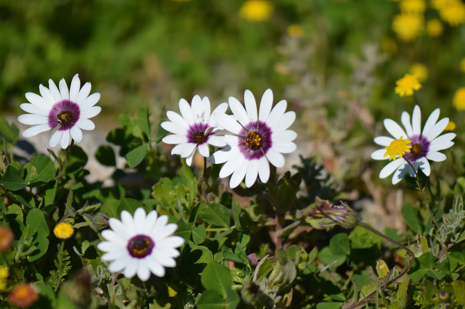 White African Daisy (Arctotis Hybrids 'White') — These daisies thrive in full sun