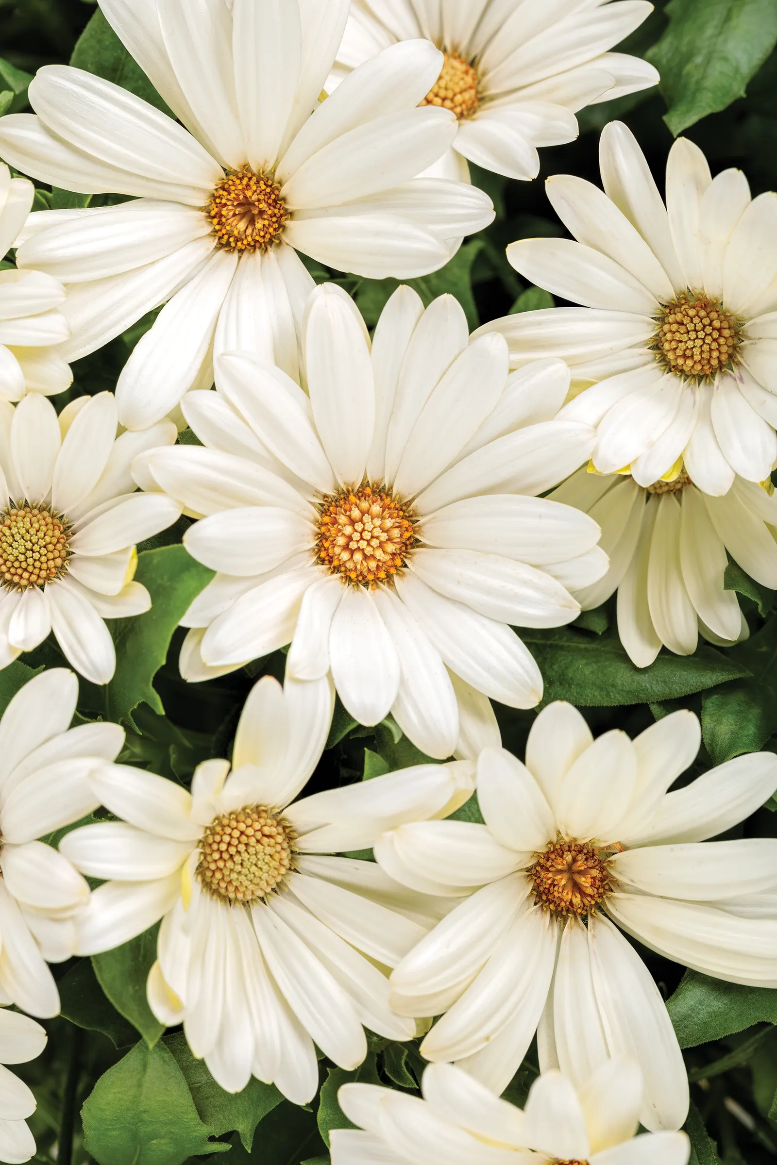 White African Daisy (Arctotis Hybrids 'White') — is an eye-catching perennial featuring striking white petal blooms with dark centers