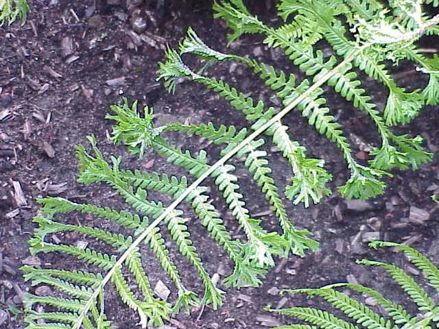 Golden Scaled Male Fern (Dryopteris Affinis) — lance-shaped fronds reaching up to 3-4 feet in height; with a comparable spread of 24 to 36 inches