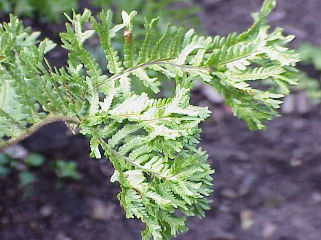 Golden Scaled Male Fern (Dryopteris Affinis) — exhibiting robust cold tolerance