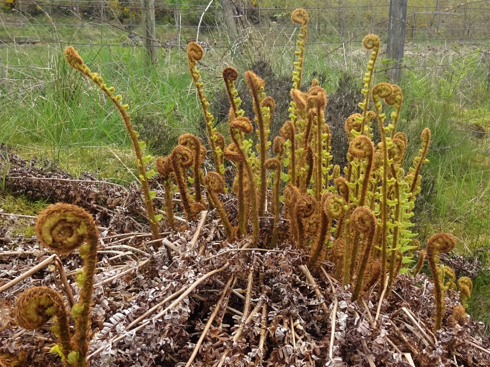 Golden Scaled Male Fern (Dryopteris Affinis) — presents a stately addition to any landscape with its expansive