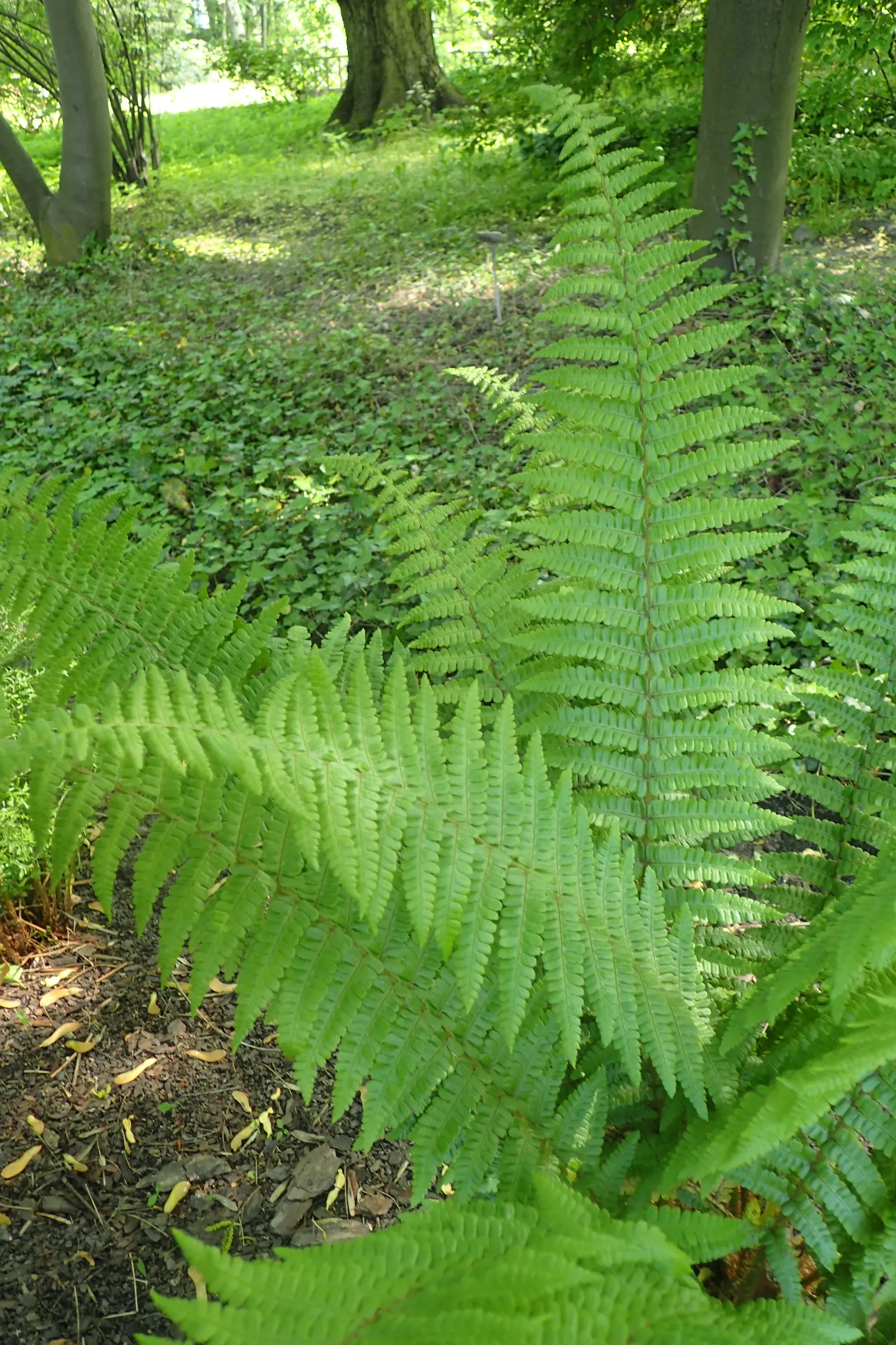 Golden Scaled Male Fern (Dryopteris Affinis) — ideal for a variety of temperate climate gardens.<br><br>For optimal growth; lance-shaped fronds reaching up to