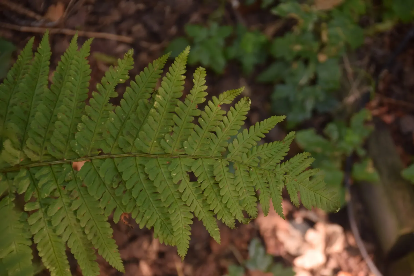 Golden Scaled Male Fern (Dryopteris Affinis) — mimicking the conditions found in its natural forest habitats