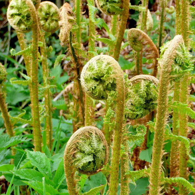 Golden Scaled Male Fern (Dryopteris Affinis) — ensuring its fronds retain their vibrancy without the stress of direct