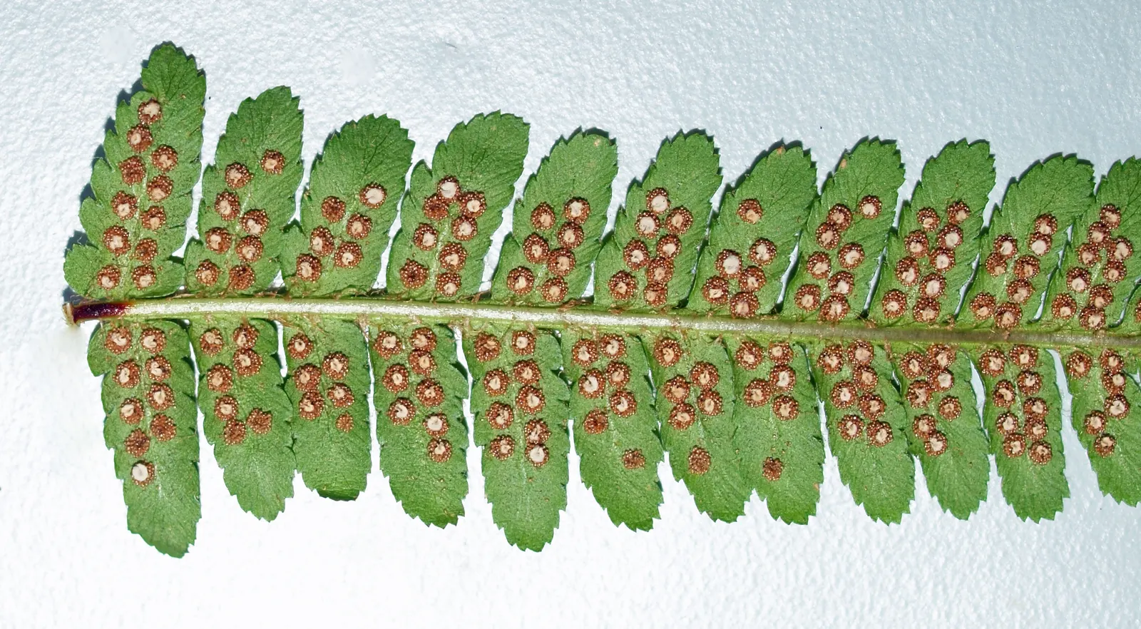 Golden Scaled Male Fern (Dryopteris Affinis) — this species is a natural choice for mass planting in woodland gardens