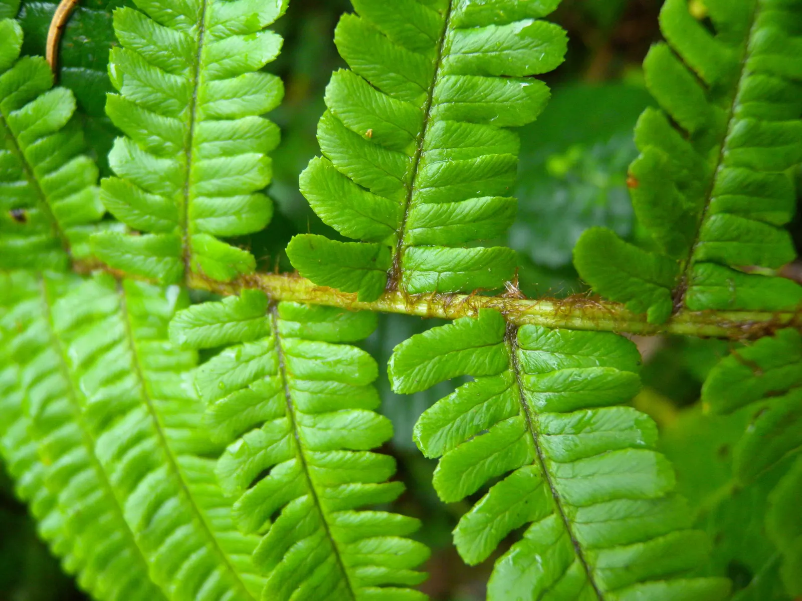Golden Scaled Male Fern (Dryopteris Affinis) — fern for half or shade