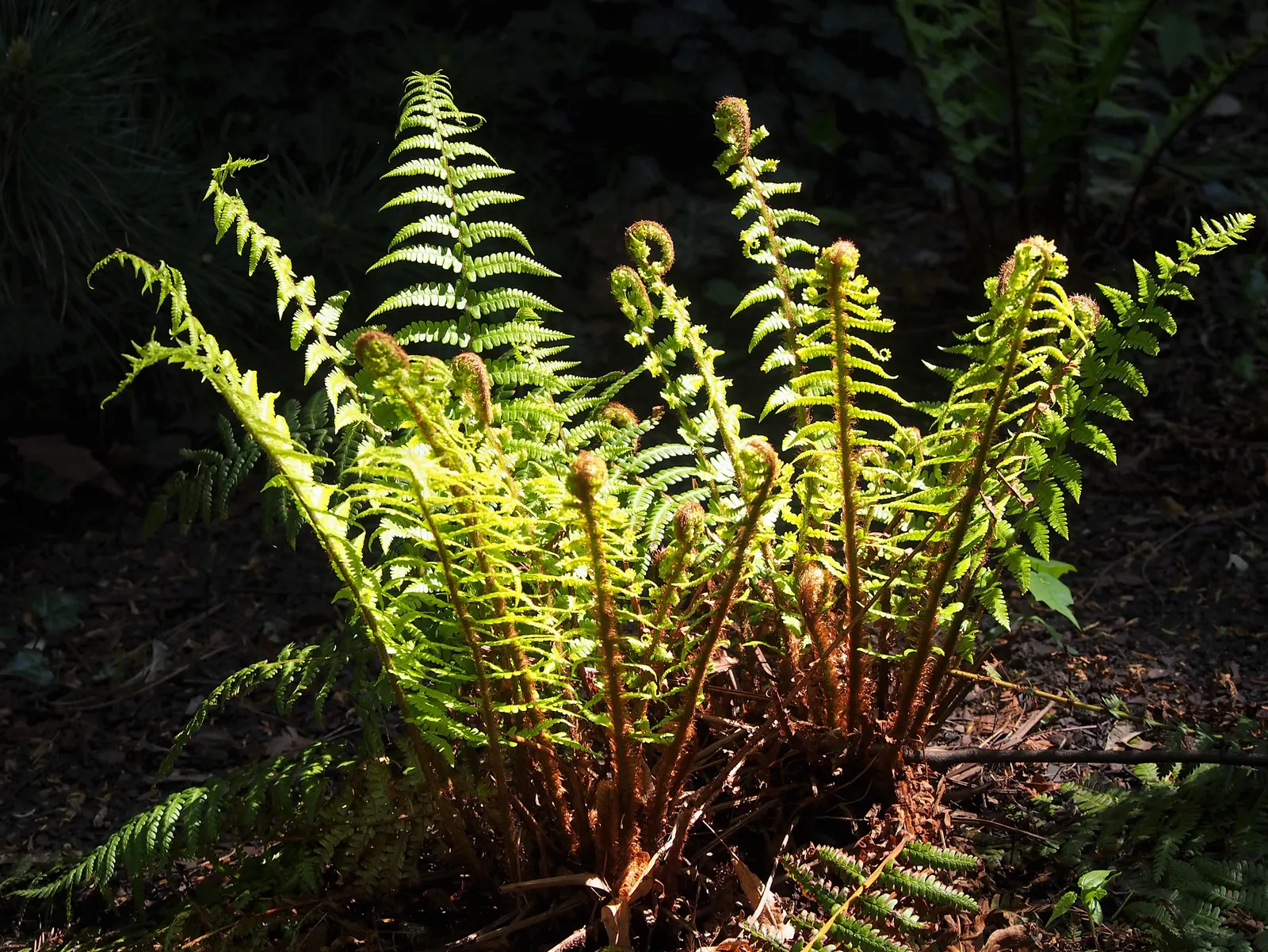 Golden Scaled Male Fern (Dryopteris Affinis) — This fern exhibits an arching rosette form and can reach an impressive height of 24 to 36 inches; ensuring its