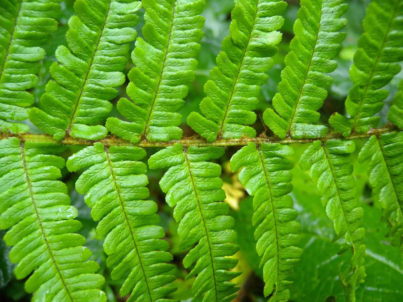 Golden Scaled Male Fern (Dryopteris Affinis) — ensuring its fronds retain their vibrancy without the stress of direct; this fern prefers dappled to full shade