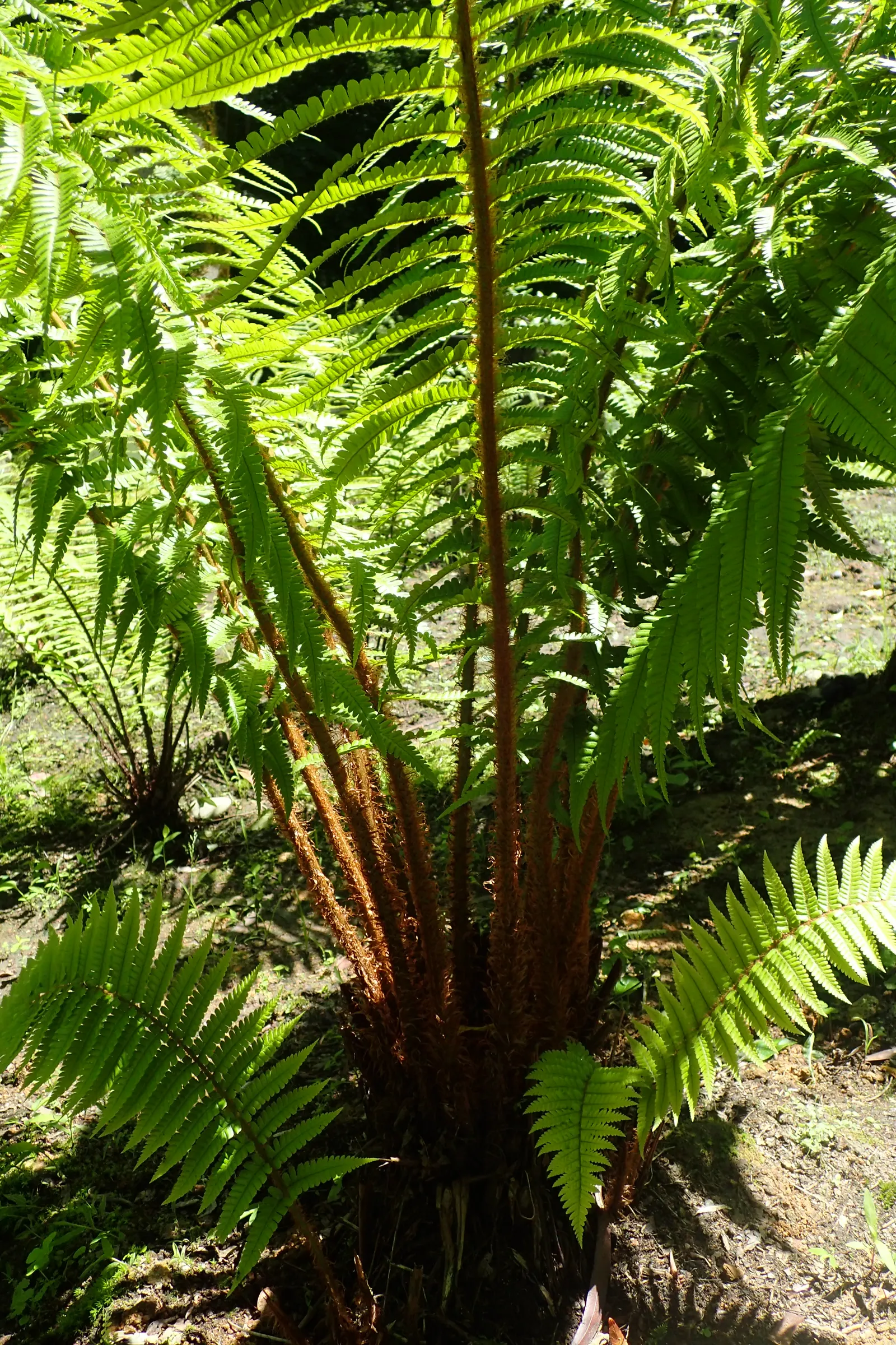 Golden Scaled Male Fern (Dryopteris Affinis) — The soil should ideally be rich