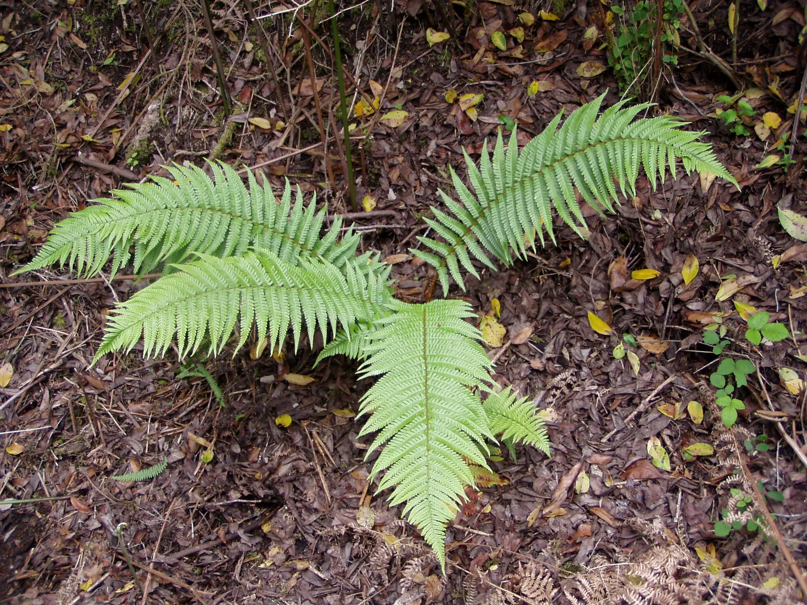 Golden Scaled Male Fern (Dryopteris Affinis) — lance-shaped fronds reaching up to 3-4 feet in height