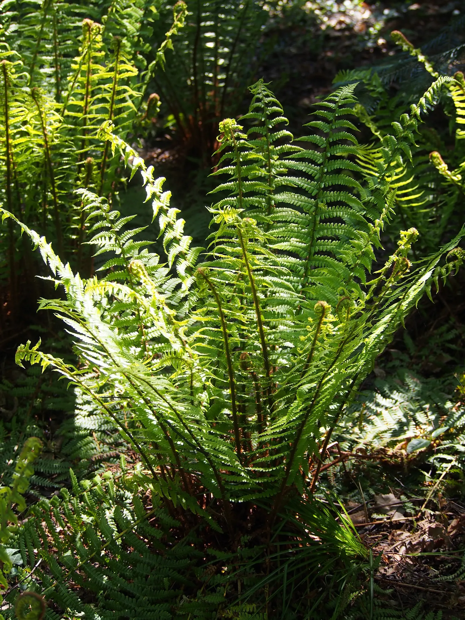 Golden Scaled Male Fern (Dryopteris Affinis) — adding texture and greenery to a landscape design; exhibiting robust cold tolerance