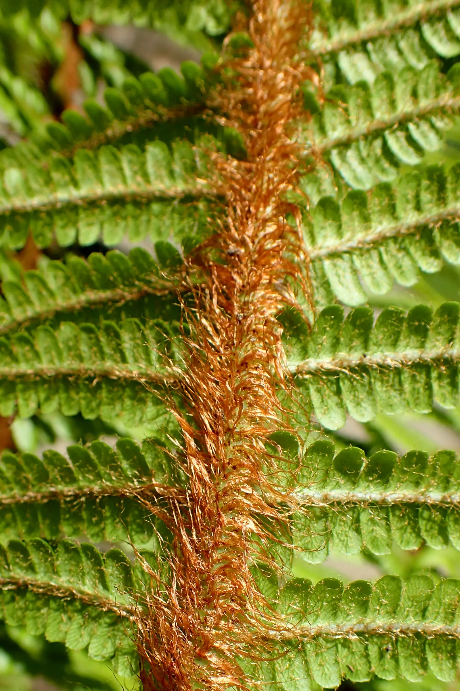 Golden Scaled Male Fern (Dryopteris Affinis) — with a comparable spread of 24 to 36 inches