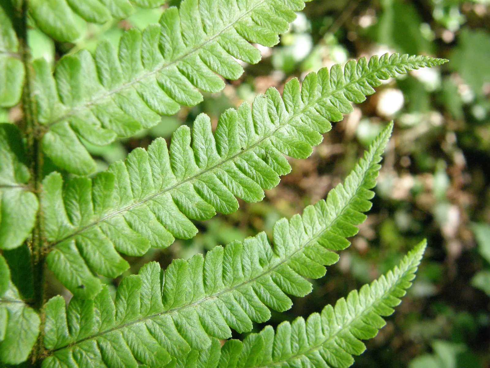Golden Scaled Male Fern (Dryopteris Affinis) — With its clump-forming habit