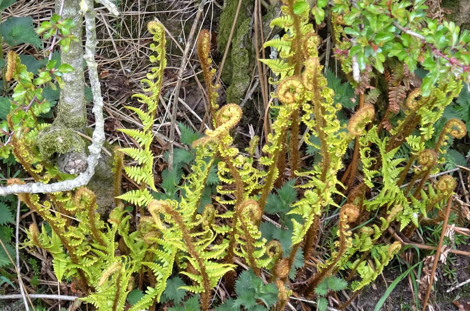 Golden Scaled Male Fern (Dryopteris Affinis) — partially shaded areas with well-drained soil; fern for half or shade
