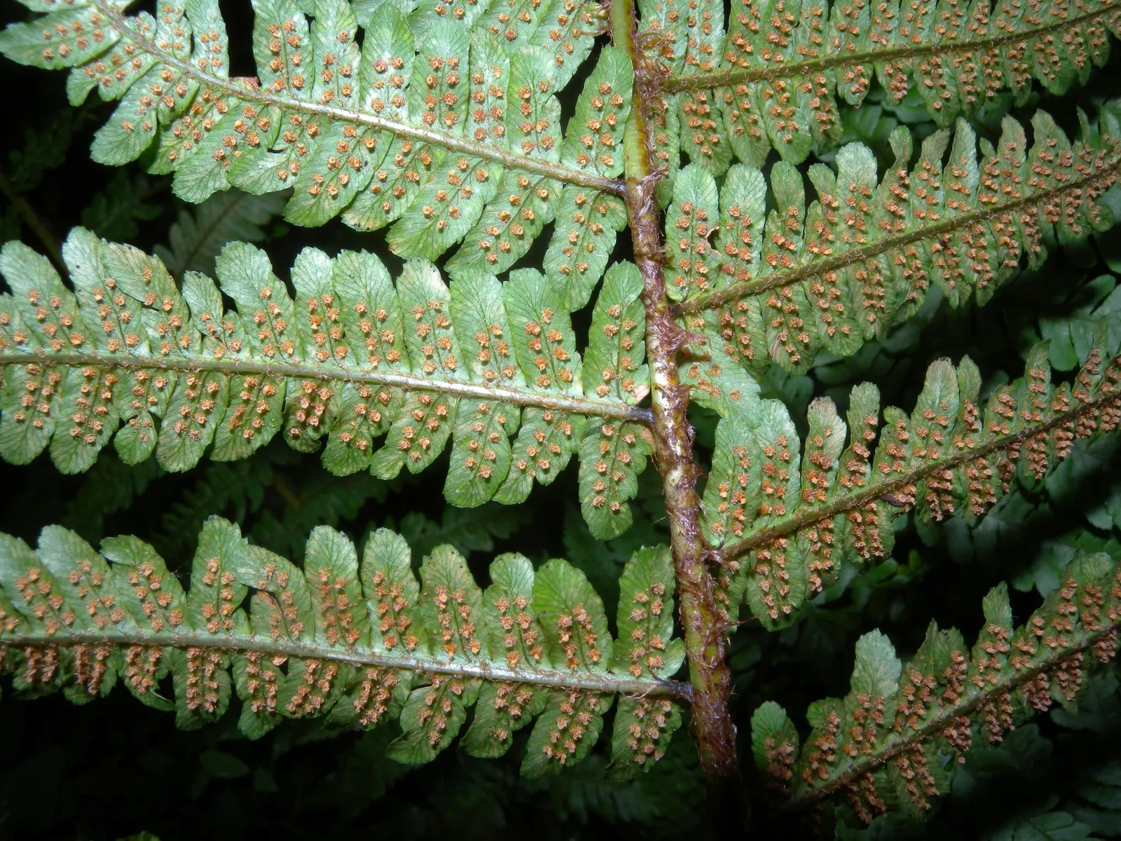 Golden Scaled Male Fern (Dryopteris Affinis) — adding texture and greenery to a landscape design