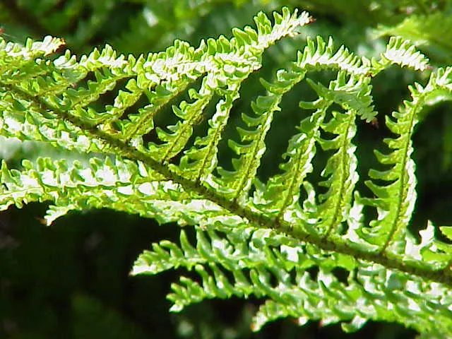 Golden Scaled Male Fern (Dryopteris Affinis) — The Golden Scaled Male Fern (Dryopteris affinis) is an evergreen