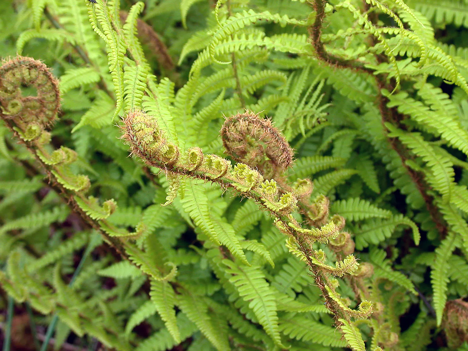 Golden Scaled Male Fern (Dryopteris Affinis) — semi-evergreen fronds and lush; this fern exhibits an arching rosette form and can reach an impressive height of