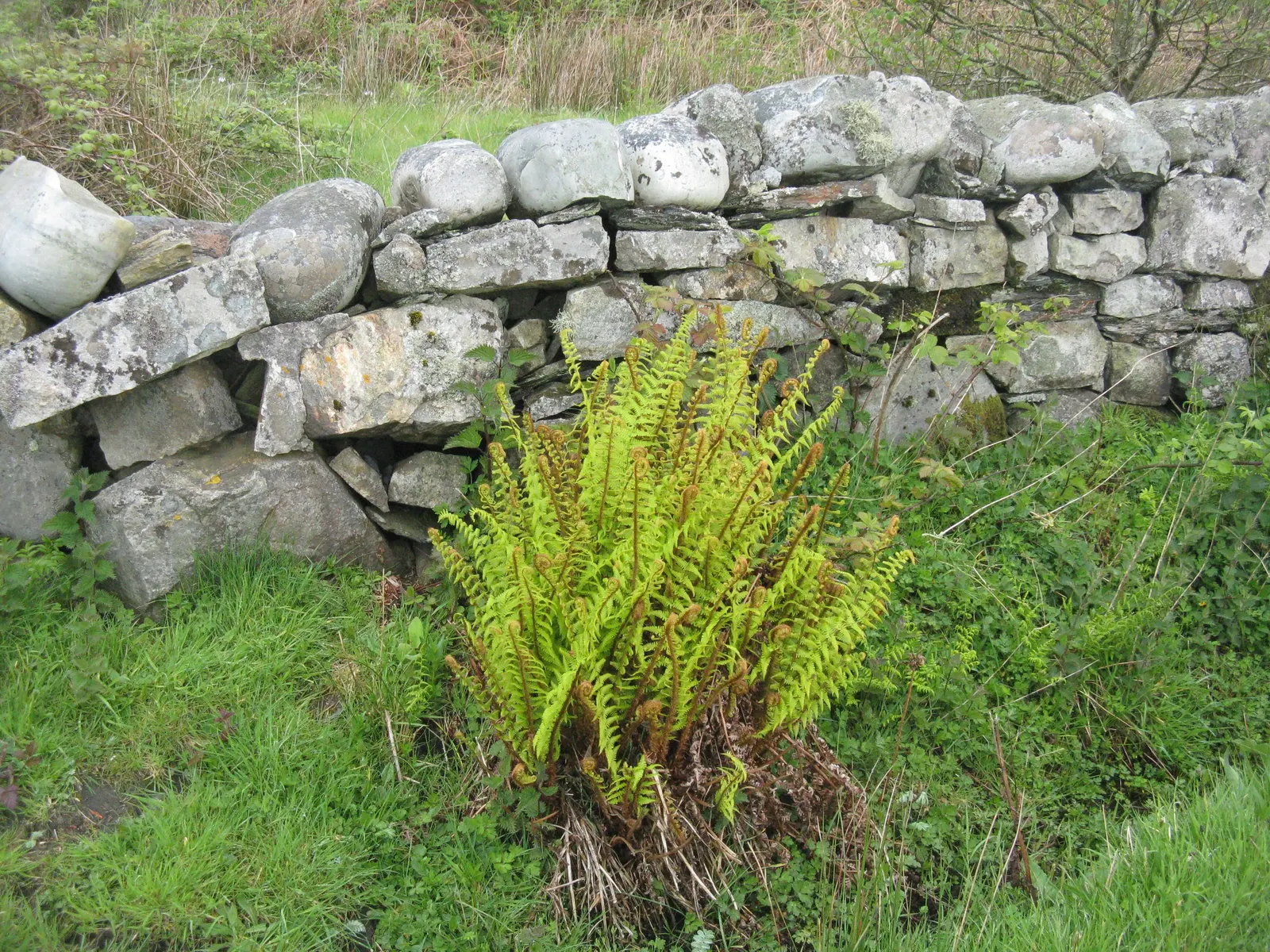 Golden Scaled Male Fern (Dryopteris Affinis) — occasional clearing of dead fronds can keep the plant looking neat while reducing pest and disease pressure
