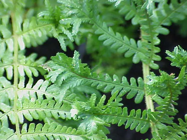 Golden Scaled Male Fern (Dryopteris Affinis) — partially shaded areas with well-drained soil