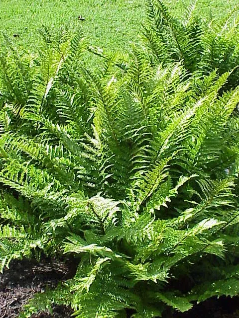 Golden Scaled Male Fern (Dryopteris Affinis) — Though relatively low-maintenance