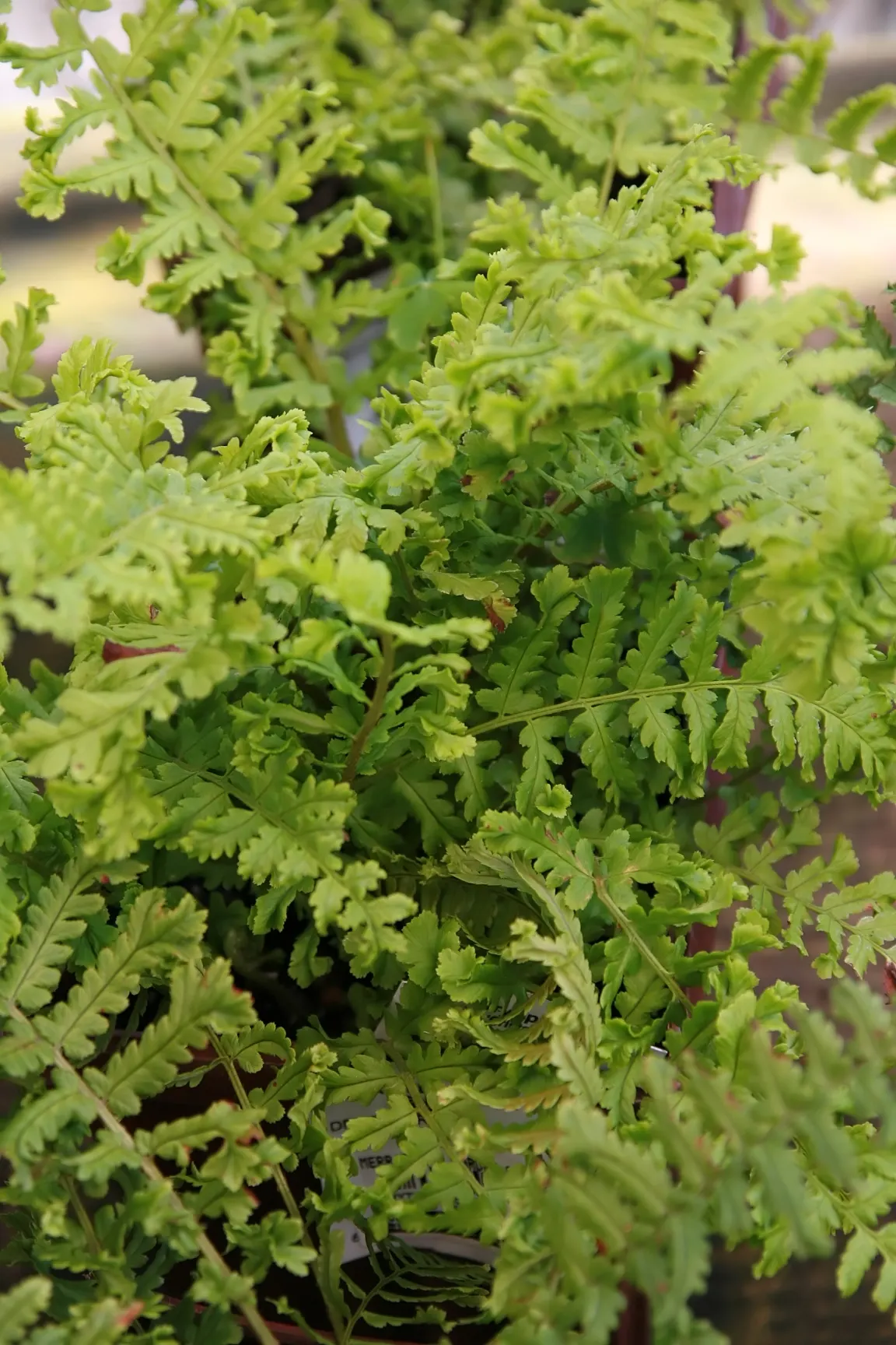 Golden Scaled Male Fern (Dryopteris Affinis) — adding a hint of brightness and contrast to the rich green foliage; adding texture and greenery to a landscape