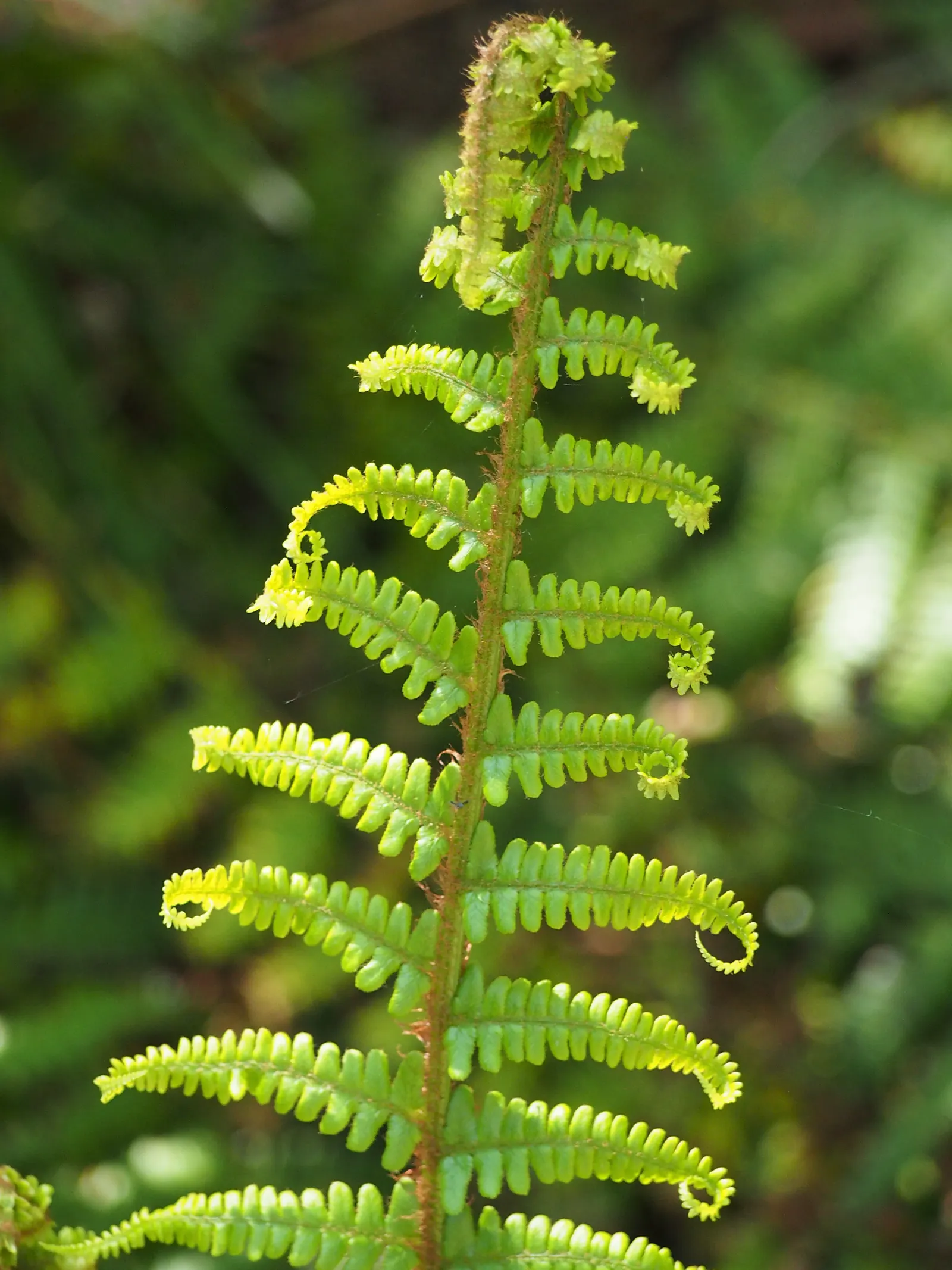 Golden Scaled Male Fern (Dryopteris Affinis) — The Golden Scaled Male Fern thrives in USDA hardiness zones 4 through 8, image 38