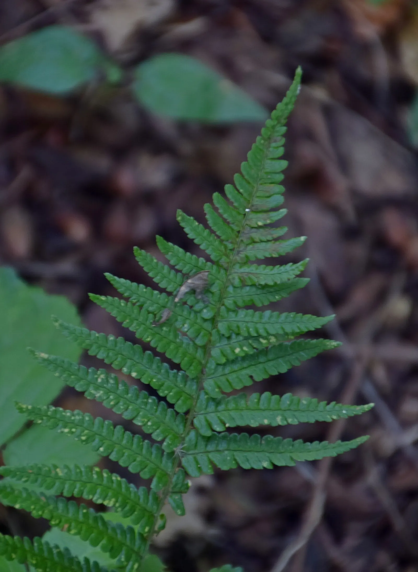 Golden Scaled Male Fern (Dryopteris Affinis) — This fern exhibits an arching rosette form and can reach an impressive height of 24 to 36 inches