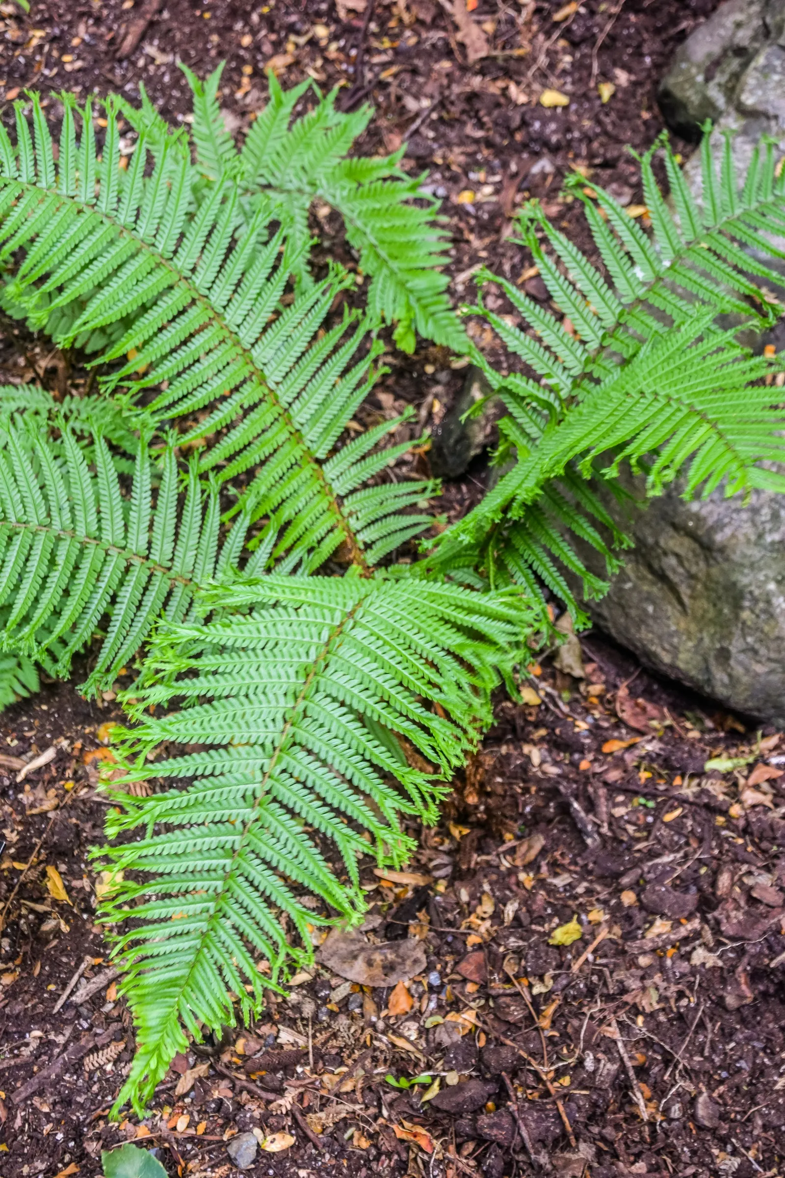 Golden Scaled Male Fern (Dryopteris Affinis) — ideal for a variety of temperate climate gardens.<br><br>For optimal growth