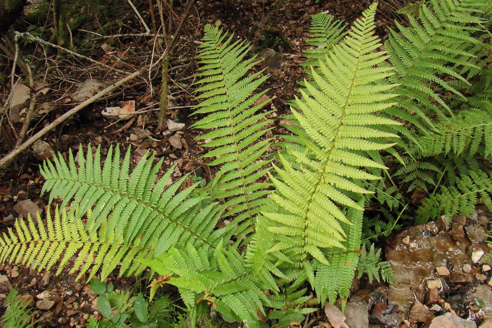 Golden Scaled Male Fern (Dryopteris Affinis) — The Golden Scaled Male Fern (Dryopteris affinis) is an evergreen; partially shaded areas with well-drained soil