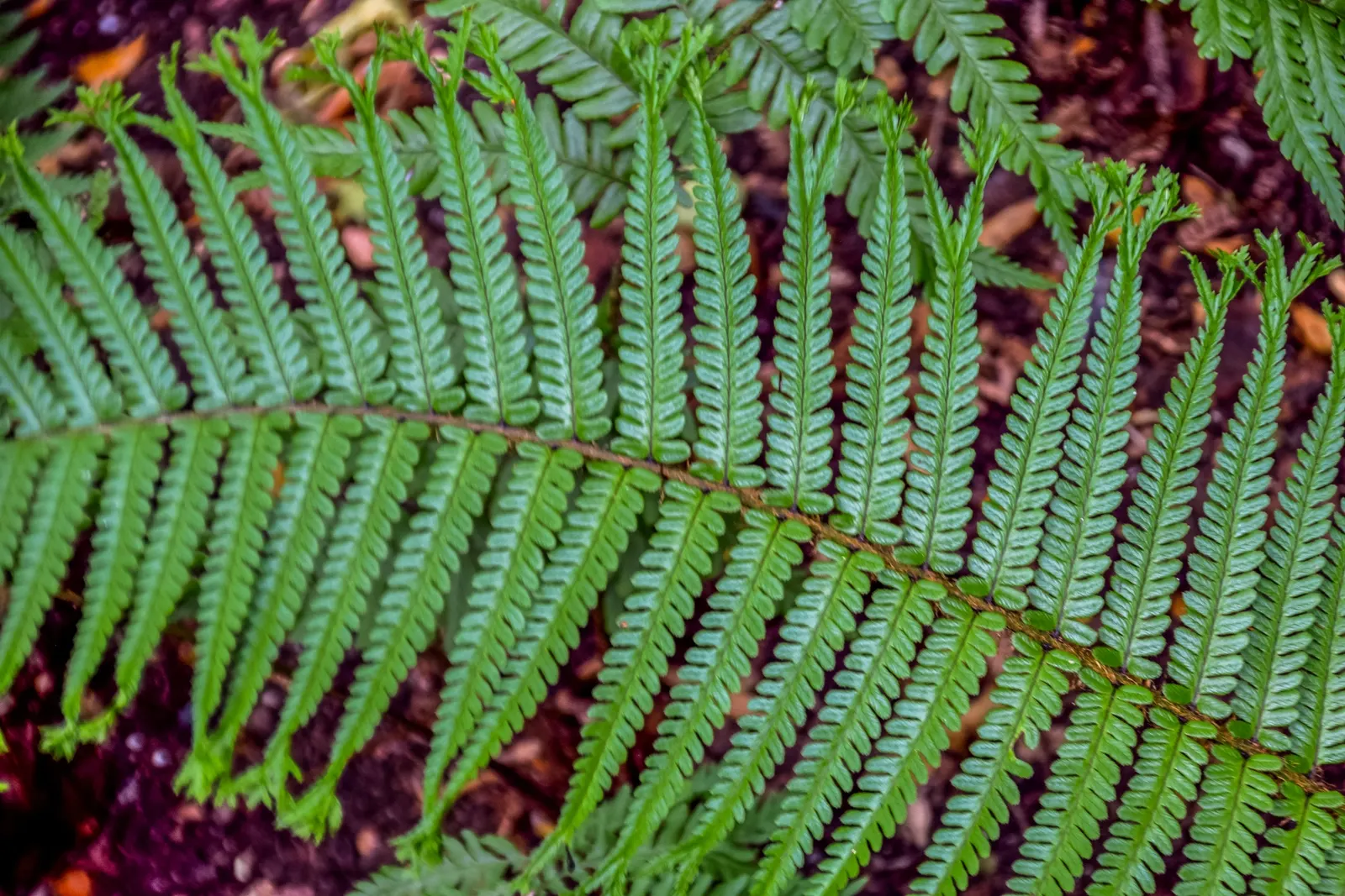 Golden Scaled Male Fern (Dryopteris Affinis) — The Golden Scaled Male Fern thrives in USDA hardiness zones 4 through 8