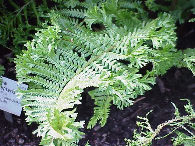 Golden Scaled Male Fern (Dryopteris Affinis) — semi-evergreen fronds and lush