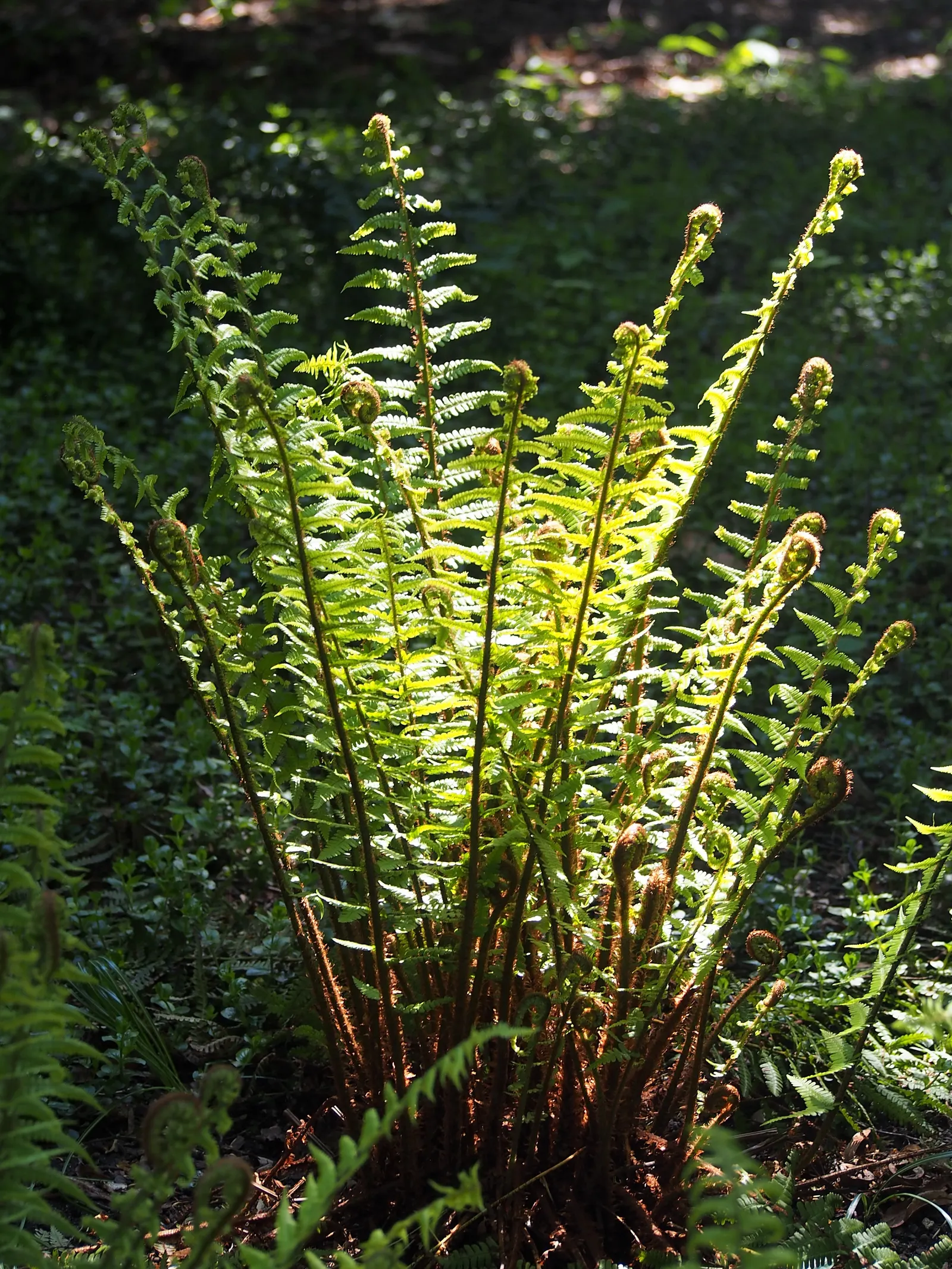 Golden Scaled Male Fern (Dryopteris Affinis) — scientifically named Dryopteris affinis; this species is a natural choice for mass planting in woodland gardens